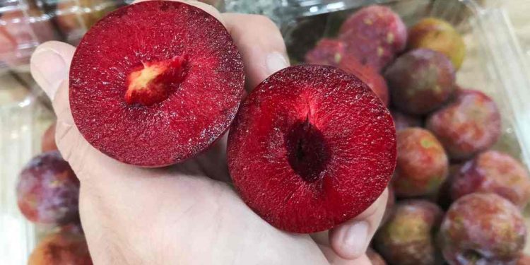 Mận Hà Nội vào mùa là từ tháng 4 đến tháng 5